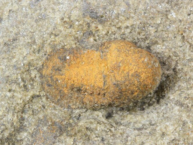 Cyclopyge An Unusual Pelagic Trilobite #40142